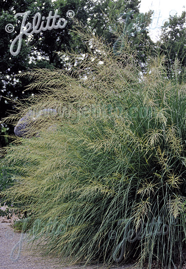 SPOROBOLUS wrightii cca.20 semien